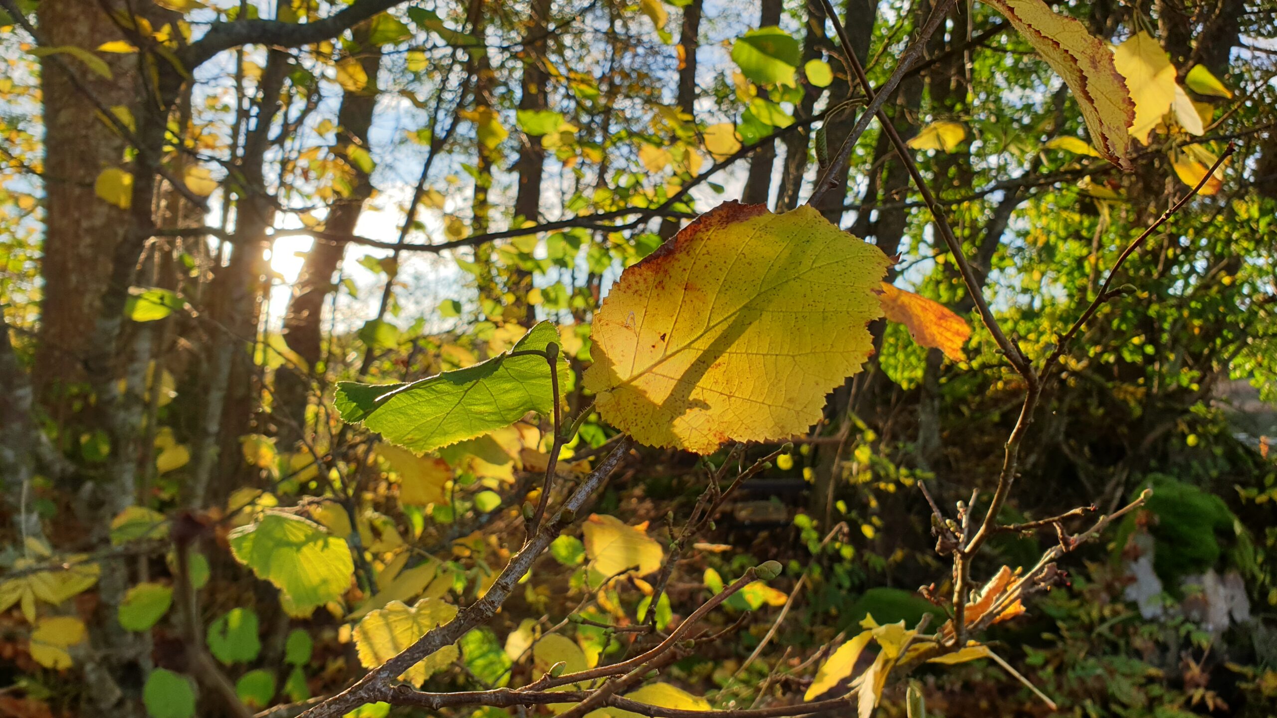 FallLeavesWallpaper (1)